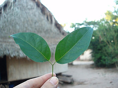 Psychoactive Nonprofit 1 RS ayahuasca lg
